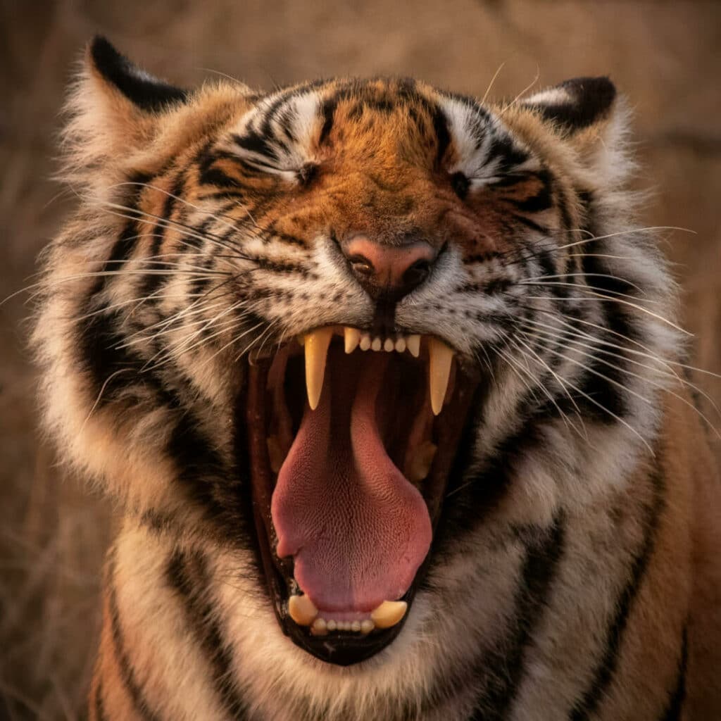 tigre qui baille