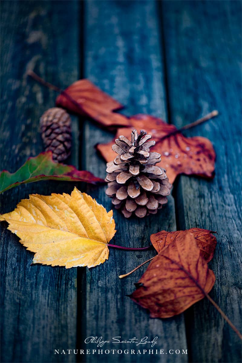 découvrez le phénomène enchanteur du changement de couleur des feuilles en automne. plongez dans les nuances éclatantes de rouge, orange et jaune qui transforment nos paysages, tout en comprenant les facteurs naturels qui provoquent cette beauté saisonnière.